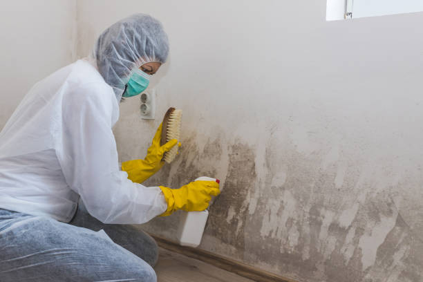 Best Home Mold Removal  in Elk City, OK