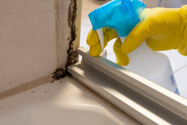 Best Best Mold Removal Companies  in Elk City, OK