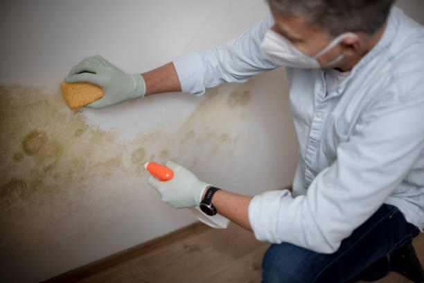 Best Mold Damage Repair  in Elk City, OK