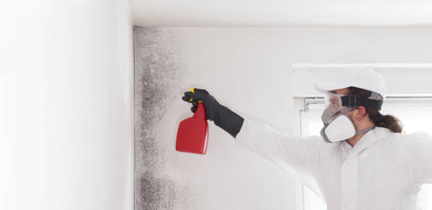 Office Mold Removal Services in Elk City, OK