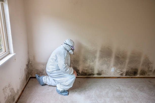 Trusted Elk City, OK Mold Removal Experts